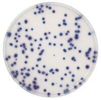 Coliform Agar Chromocult® 500 G