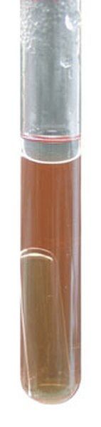 101617.0500 BRYANT BURKEY broth modified by BERGÈRE